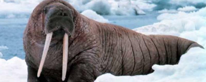 海象皮肤颜色慢慢变深变成什么 海象皮肤颜色慢慢变深变成什么?