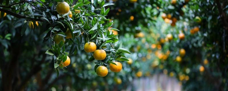 小橘子是热性还是凉性 小橘子是热性还是凉性食物