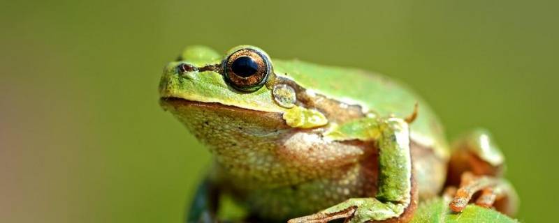 春天的动物有哪些 春天的动物有哪些活动