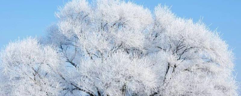 喜欢雪的理由（喜欢雪的理由诗歌）