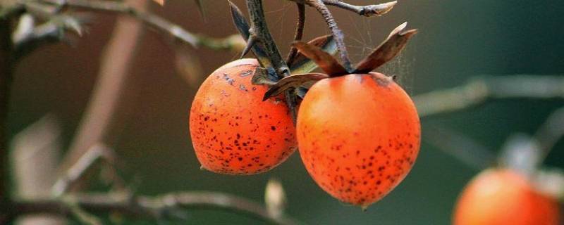老鸦柿可以吃吗 老鸦柿贵还是金弹子贵