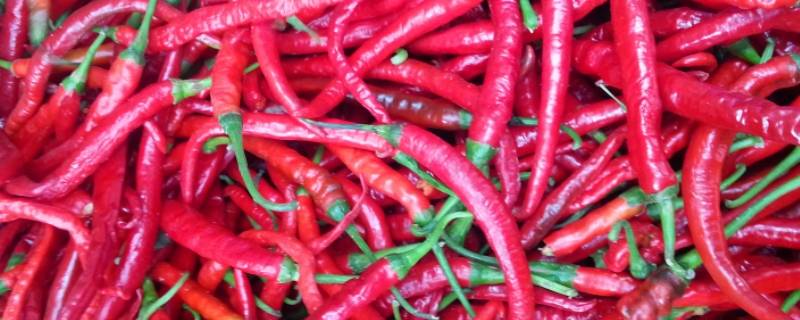 二荆条辣椒的特点（灯笼椒干辣椒的特点）