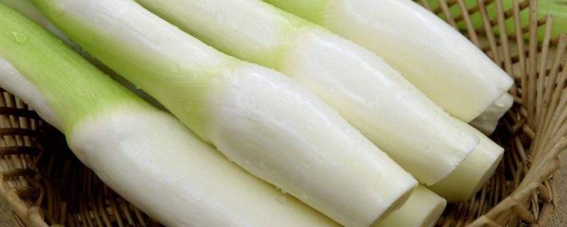 茭白在农村叫什么（茭白的功效与作用）