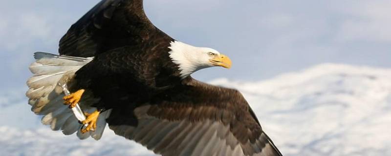 雄鹰的象征和寓意（雄鹰励志名言短句霸气）