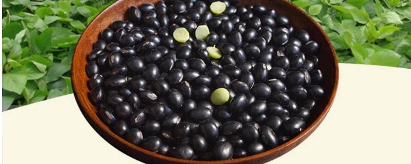 黑豆里面是绿色的吗 黑豆的功效与作用