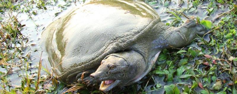 甲鱼寿命 珍珠马甲鱼寿命