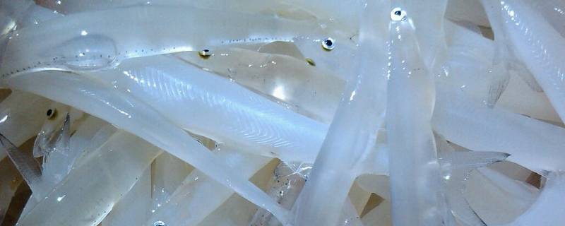 白色的鱼是什么鱼 全身都是白色的鱼是什么鱼