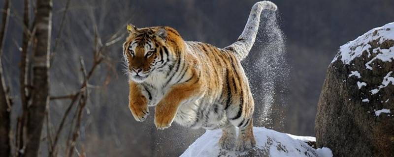 猫哭老鼠打一生肖（猫哭老鼠打一成语）