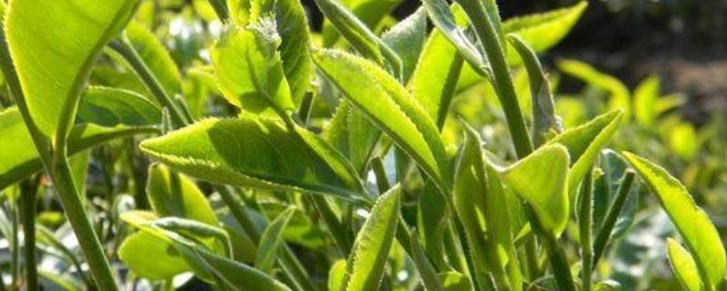关于茶的唯美散文 关于茶的唯美散文名篇