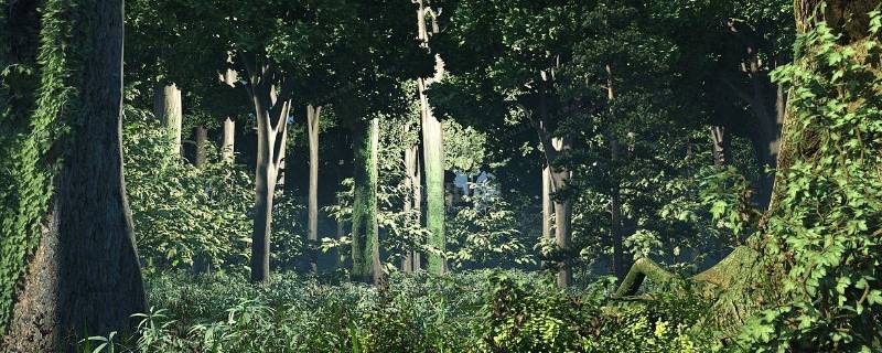 热带雨林有什么动物和植物（热带雨林里有哪些动物）