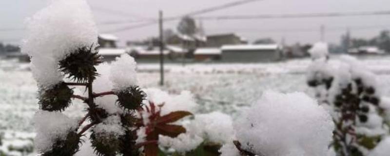 瑞雪兆丰年下雪对农事的好处包括 瑞雪兆丰年下雪对农事的好处包括哪些