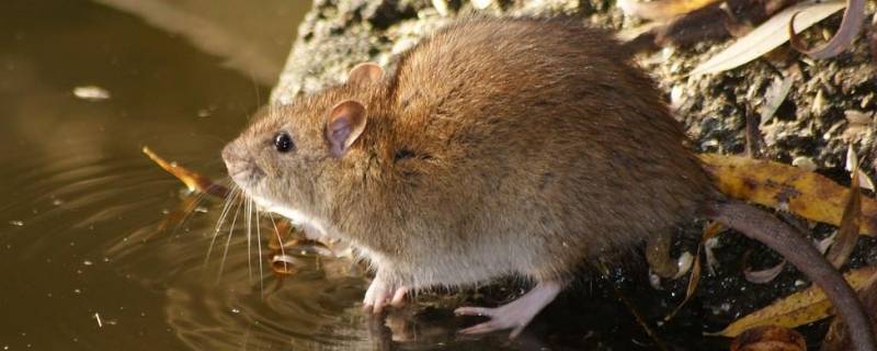 老鼠会冬眠吗（老鼠会爬到床上咬人吗）