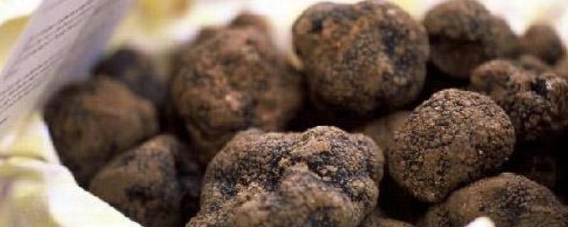 黑松露为什么不能水洗 黑松露可以水洗吗