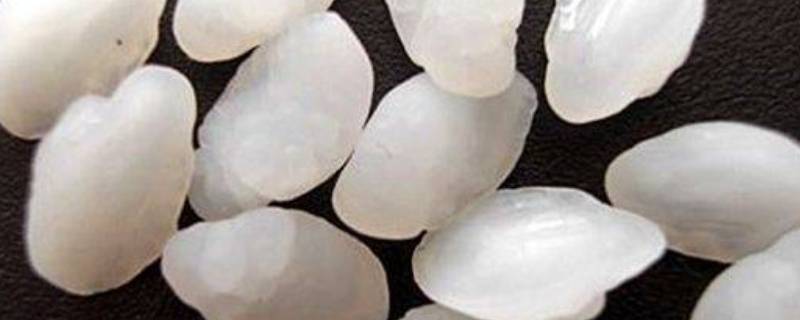 草鱼头里面的石头叫什么（草鱼头里面的石头叫什么来着）