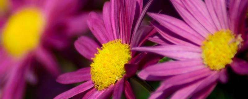 日本国花到底是菊花还是樱花 为什么菊花是日本的樱花是中国的