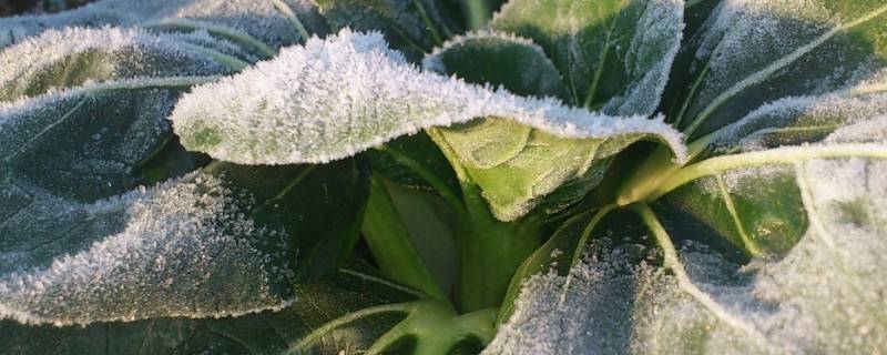 结霜温度是几度（结霜温度是几度以上）
