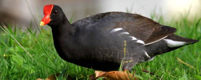 骨顶鸡是不是保护动物（红骨顶黑水鸡是保护动物吗）