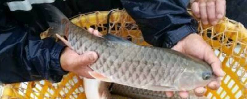 桂鱼是淡水鱼还是海鱼（桂鱼的营养价值及功效与作用）