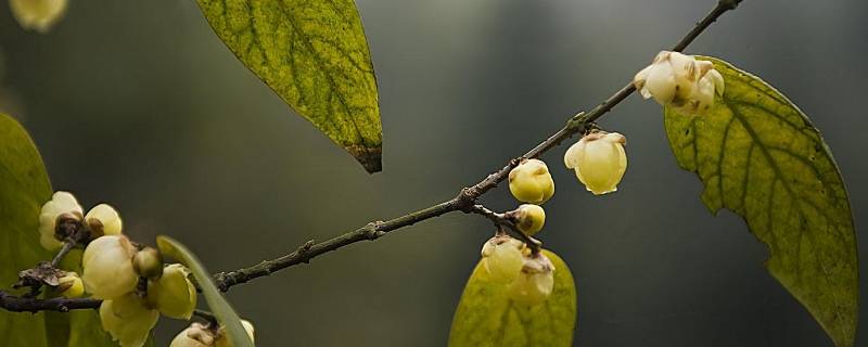 尖头腊梅和平头腊梅的区别（尖头腊梅和平头腊梅的区别）