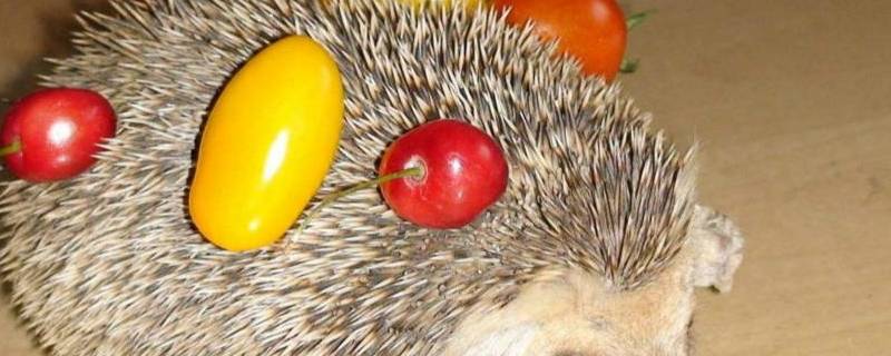 刺猬是怎么过冬的（刺猬是怎么过冬的用一句话说一说）