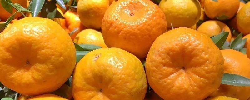 碰柑是什么属性 碰柑和芦柑区别