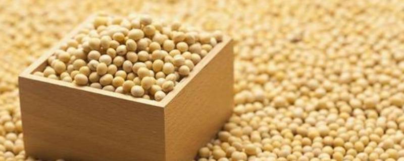 大豆是什么豆 大豆是什么豆子