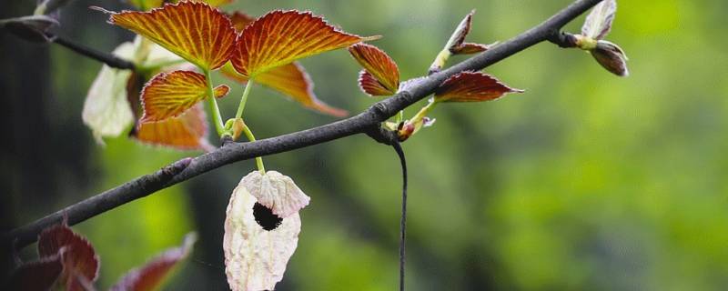 珙桐分布在哪里 珙桐分布图