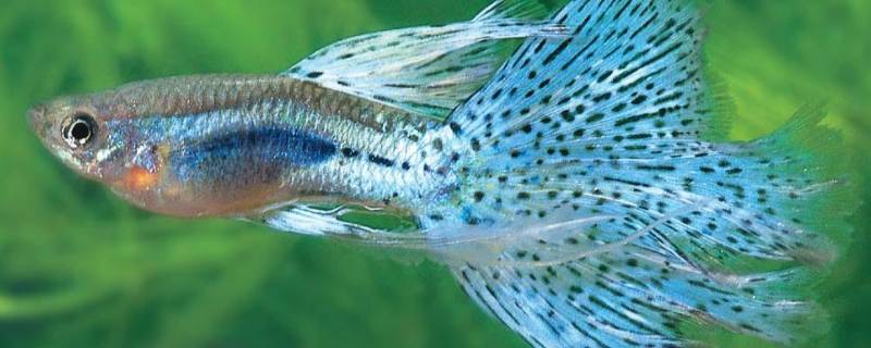 孔雀鱼的寿命是多长时间（孔雀鱼多久繁殖一次）