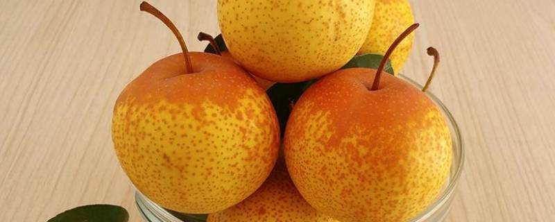 花盖梨产地是哪里（花盖梨产地在哪里）