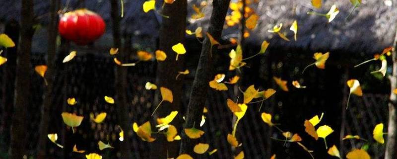秋风吹来（秋风吹来黄叶片片飞落就像什么）