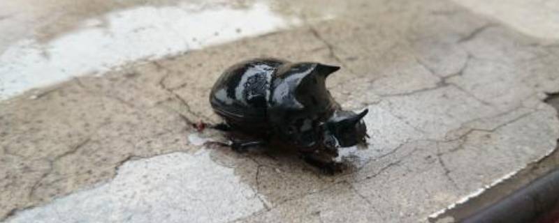 小甲虫是怎么过冬的 小甲虫冬眠吗?
