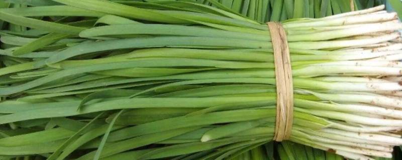 韭菜冬天会冻死吗 韭菜冬天会不会冻死