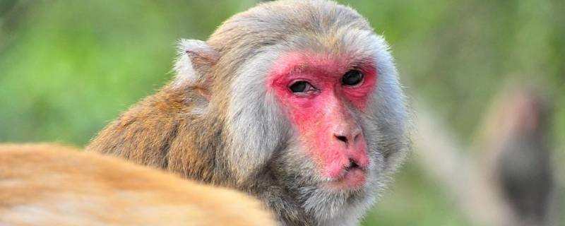 日常看猴是什么意思（猴猴看什么意思）