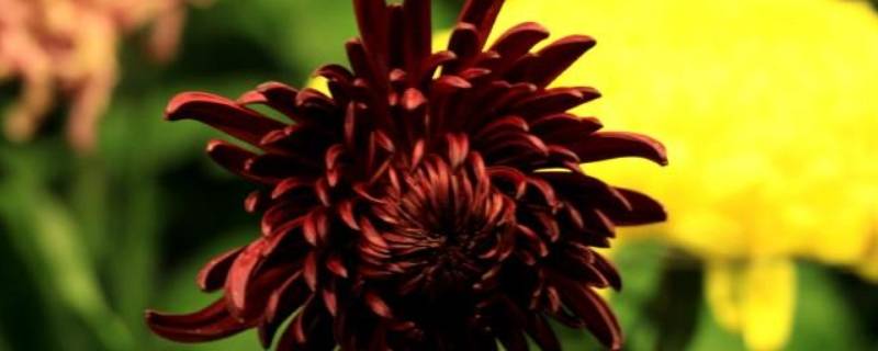 青驰菊产地（青驰菊产地环境）