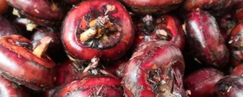 蒲圻是什么水果 蒲岐是什么水果