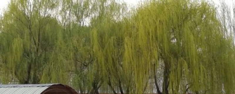 杨柳是什么季节 杨柳是什么季节生长的