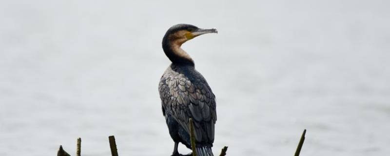 reed是什么动物 reindeer是什么动物