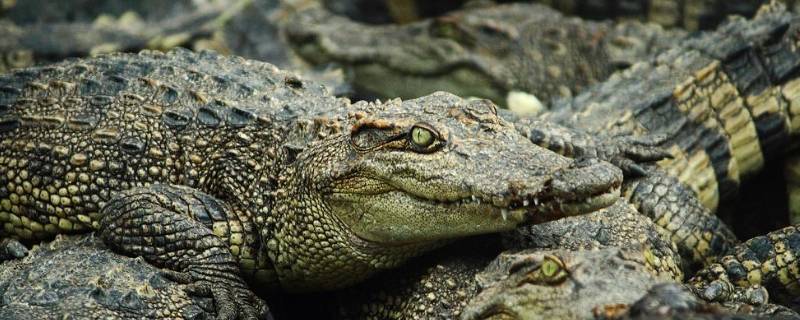 鳄鱼会冬眠吗 鳄鱼会冬眠吗娃娃鱼会冬眠吗