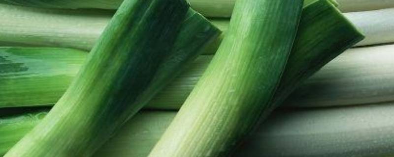 葱的寓意和象征 葱的寓意和象征是什么