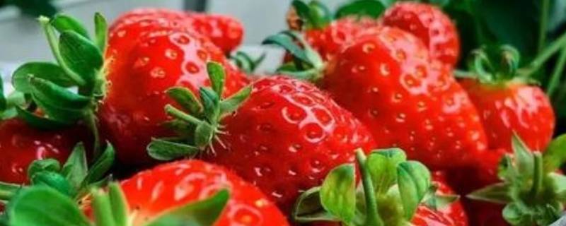 草莓是蚯蚓诞生的吗 草莓是蚯蚓诞生的吗
