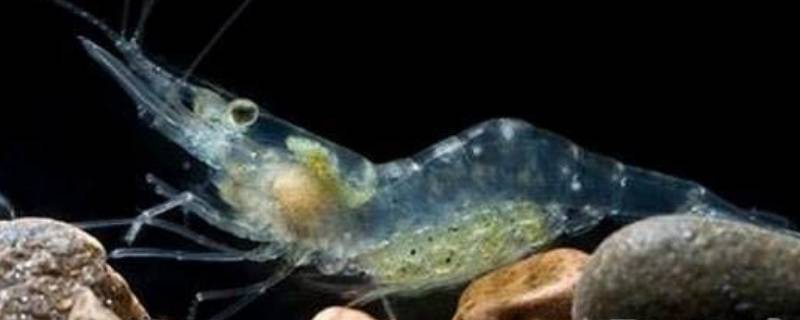 盲虾耐高温多少度 盲虾耐高温多少度最好