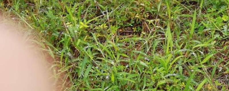 小草的作用（小草的作用有哪些）