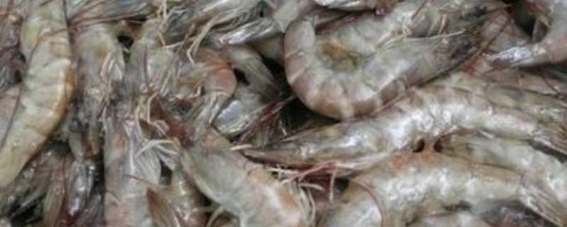 冷冻虾能放多久（鲜虾可以冷藏到第二天吗）