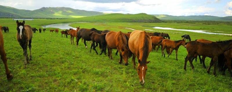 三河马的产地是哪里（三河马是什么品种）