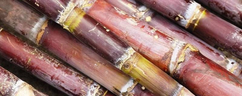 甘蔗冻了还能缓过来吗（甘蔗冻了怎么缓解）