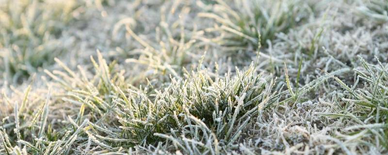 几度有霜冻（5度会不会有霜冻）