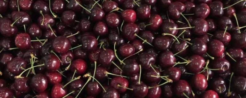 车厘子坏了是什么样子 车厘子坏了的样子