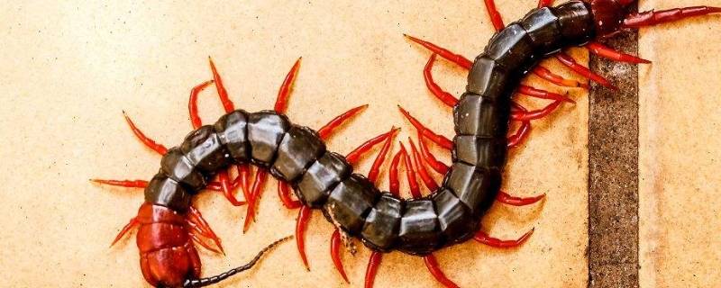 蜈蚣属于什么类动物 蜈蚣属于什么类动物食肉