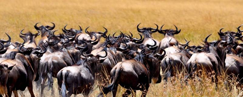 马生角是什么动物（马生角的动物）