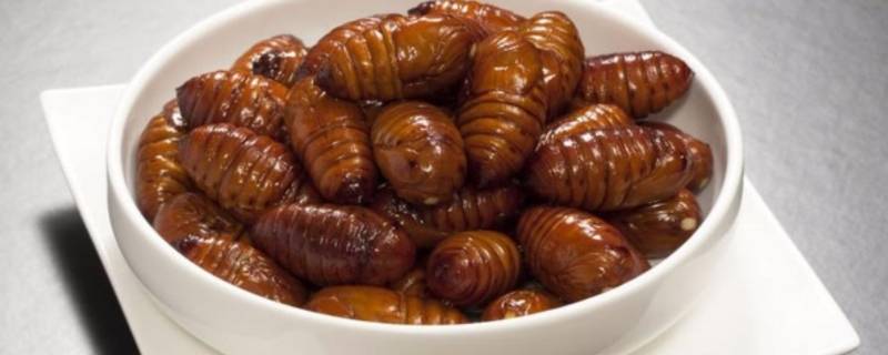 可以吃的虫子有哪些（仓鼠可以吃的虫子有哪些）